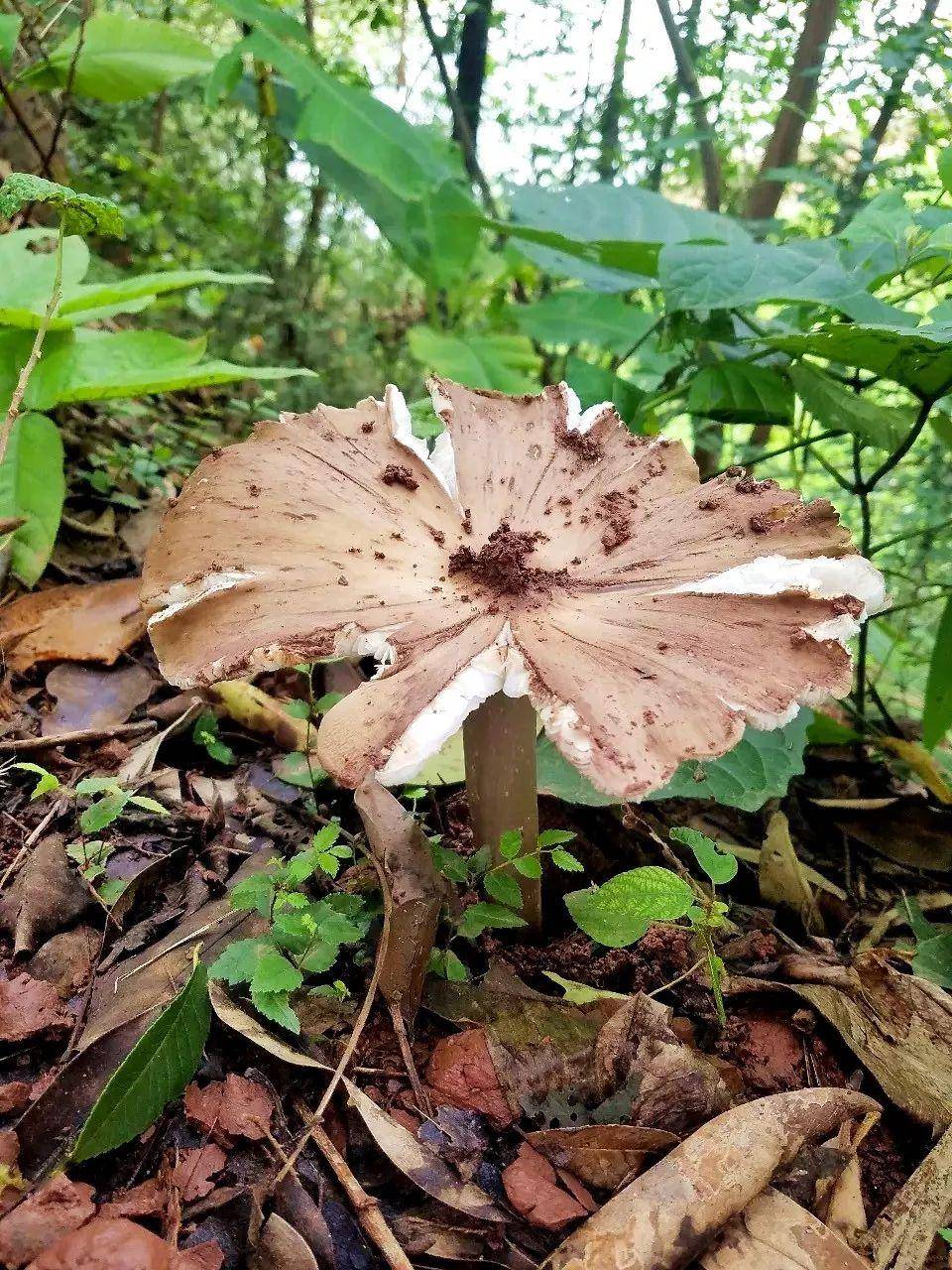 “天价”鸡枞调查：最贵卖到1800元/公斤！雨水少致产量低<strong></p>
<p>嘉信c币</strong>，多地价高客少