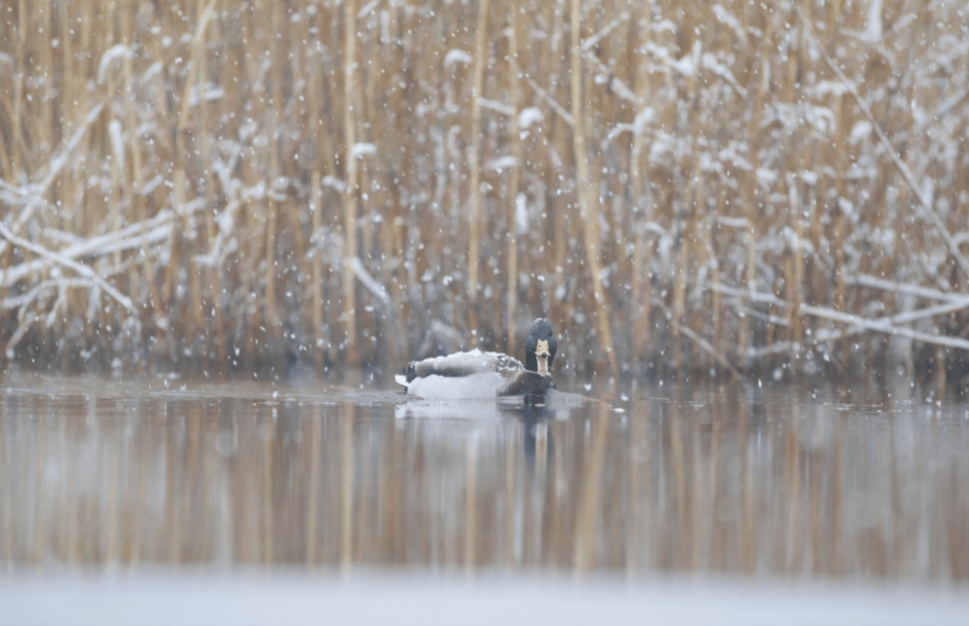 张瑜：我们所居住的北京<strong></p>
<p>币圈咨询</strong>，是亲近自然的最佳场所