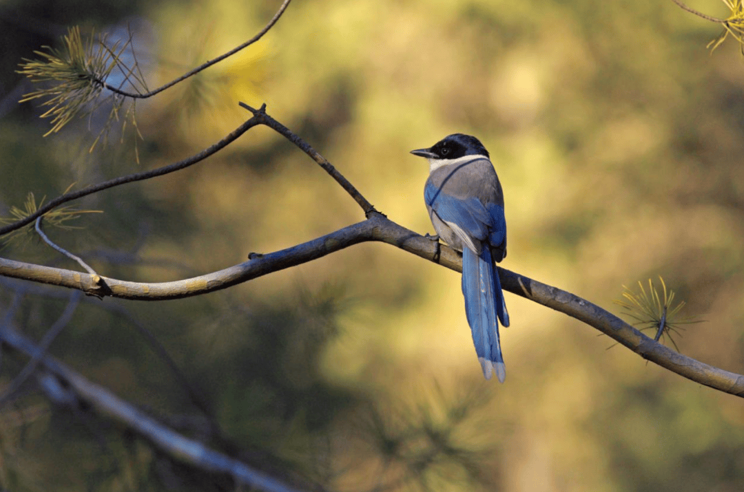 张瑜：我们所居住的北京<strong></p>
<p>币圈咨询</strong>，是亲近自然的最佳场所