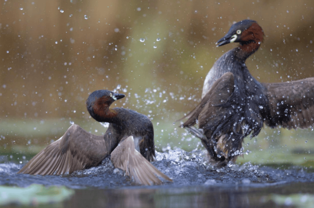 张瑜：我们所居住的北京<strong></p>
<p>币圈咨询</strong>，是亲近自然的最佳场所