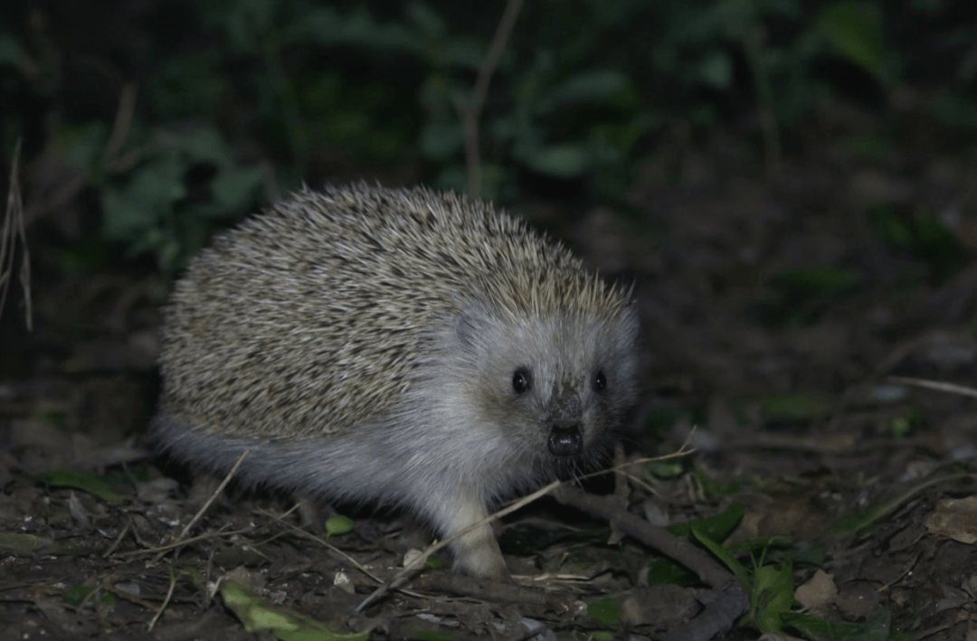 张瑜：我们所居住的北京<strong></p>
<p>币圈咨询</strong>，是亲近自然的最佳场所