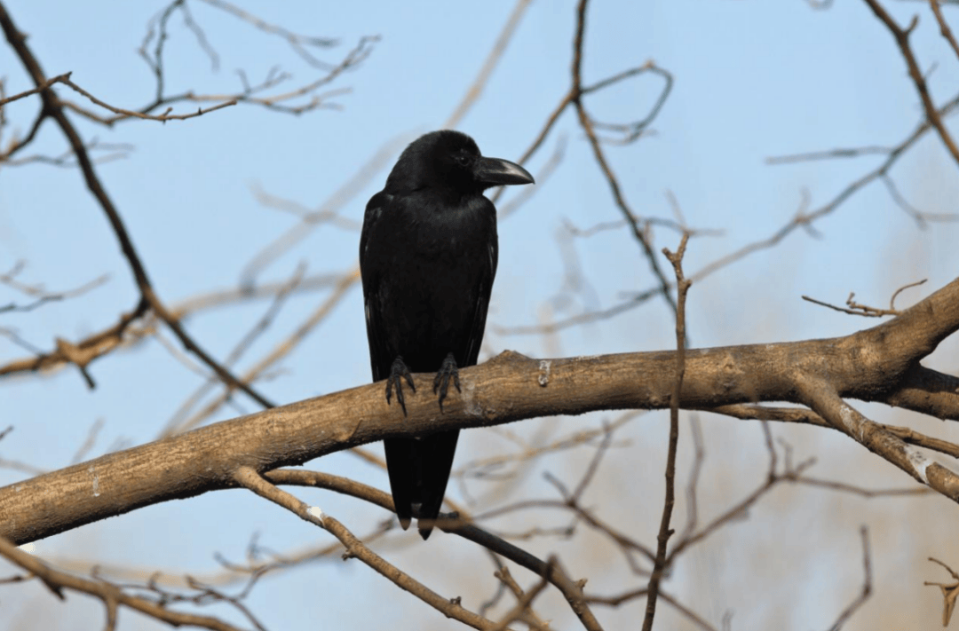张瑜：我们所居住的北京<strong></p>
<p>币圈咨询</strong>，是亲近自然的最佳场所