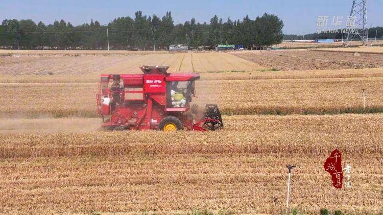 新华社关注山东冠县：80余万亩小麦开镰收割