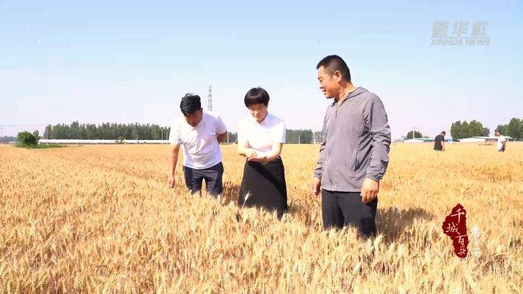 新华社关注山东冠县：80余万亩小麦开镰收割