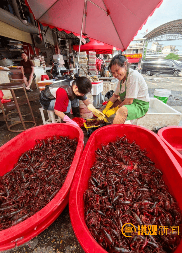 价格腰斩<strong></p>
<p>炒华克金波段</strong>！13元/斤！南昌正大量上市