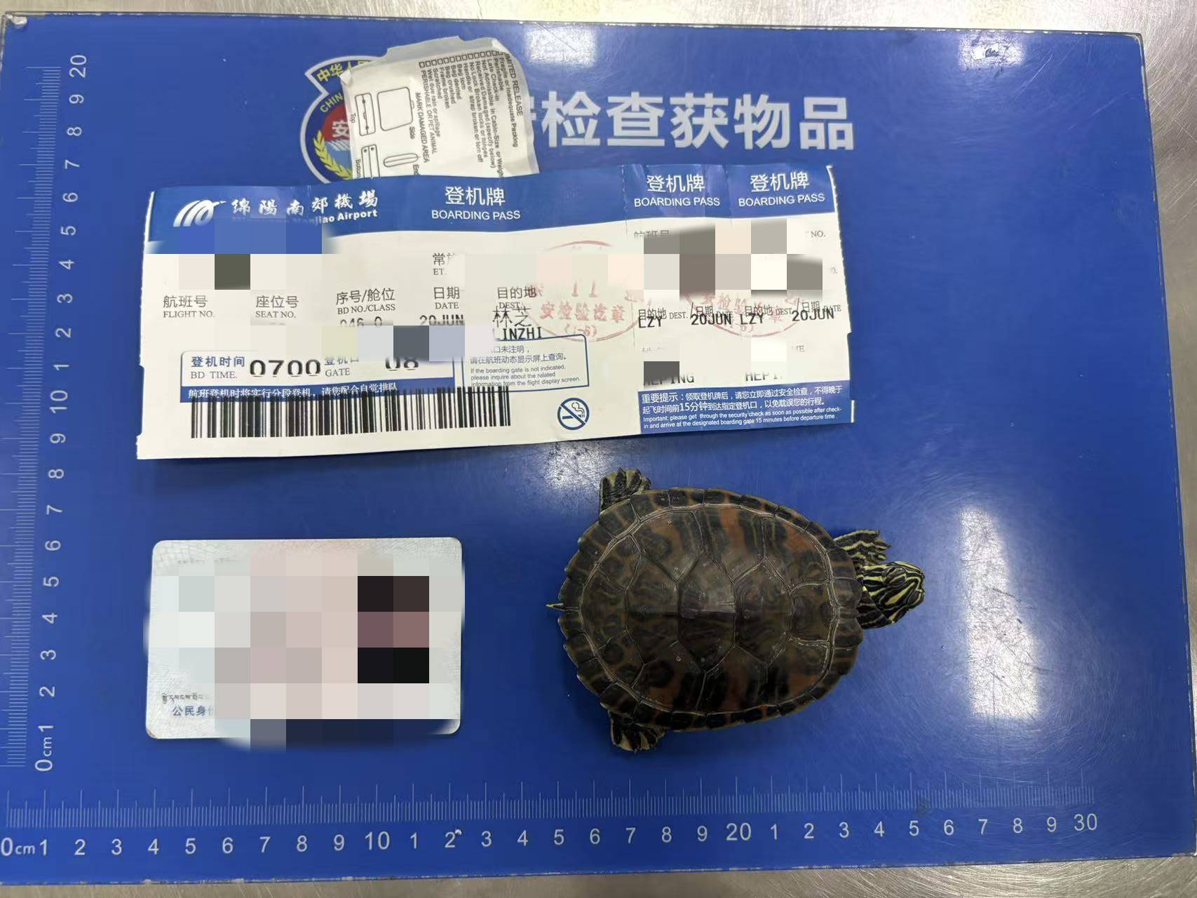 女子将宠物乌龟藏在蝴蝶结盘发内<strong></p>
<p>小白炒币</strong>，过安检乘飞机时被查 警方：批评教育