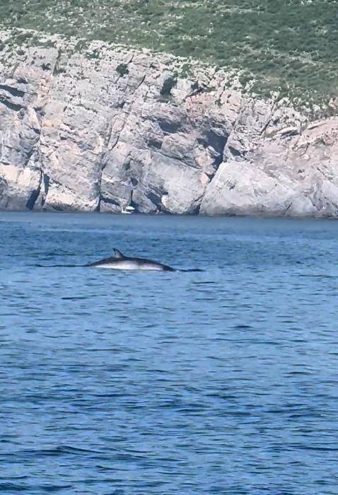 大连一男子海钓发现鲸鱼浮出水面<strong></p>
<p>kcoin币行</strong>，专家：近海出现鲸鱼是正常现象，或是在追逐鱼群