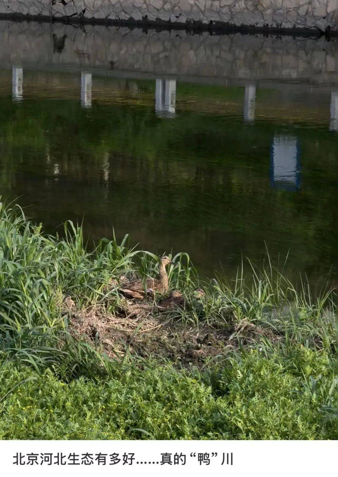 缺水的北京<strong></p>
<p>萌币</strong>，被北漂强行玩成了威尼斯