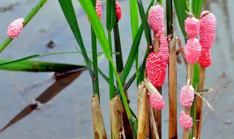 别吃！寄生虫多达6000条！浙江一地大量出现<strong></p>
<p>翼鼠币</strong>，看到立刻上报