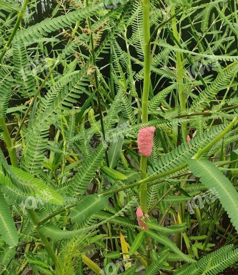 别吃！寄生虫多达6000条！浙江一地大量出现<strong></p>
<p>翼鼠币</strong>，看到立刻上报