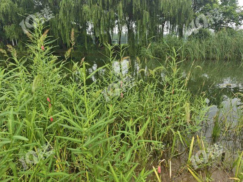 别吃！寄生虫多达6000条！浙江一地大量出现<strong></p>
<p>翼鼠币</strong>，看到立刻上报