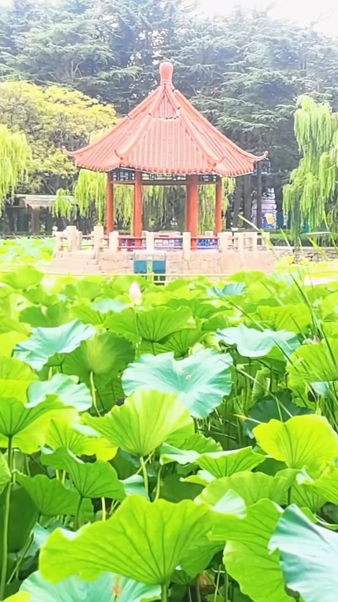 青岛中山公园一凉亭突然倒塌：一年前刚完成修缮<strong></p>
<p>炒币亏钱</strong>，园方称无伤亡原因待查