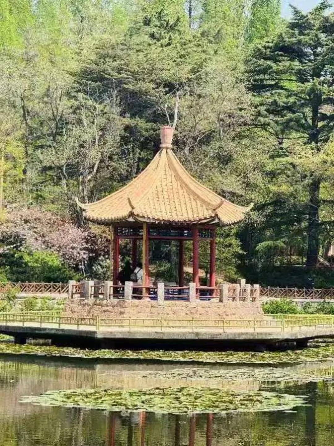 青岛中山公园一凉亭突然倒塌：一年前刚完成修缮<strong></p>
<p>炒币亏钱</strong>，园方称无伤亡原因待查