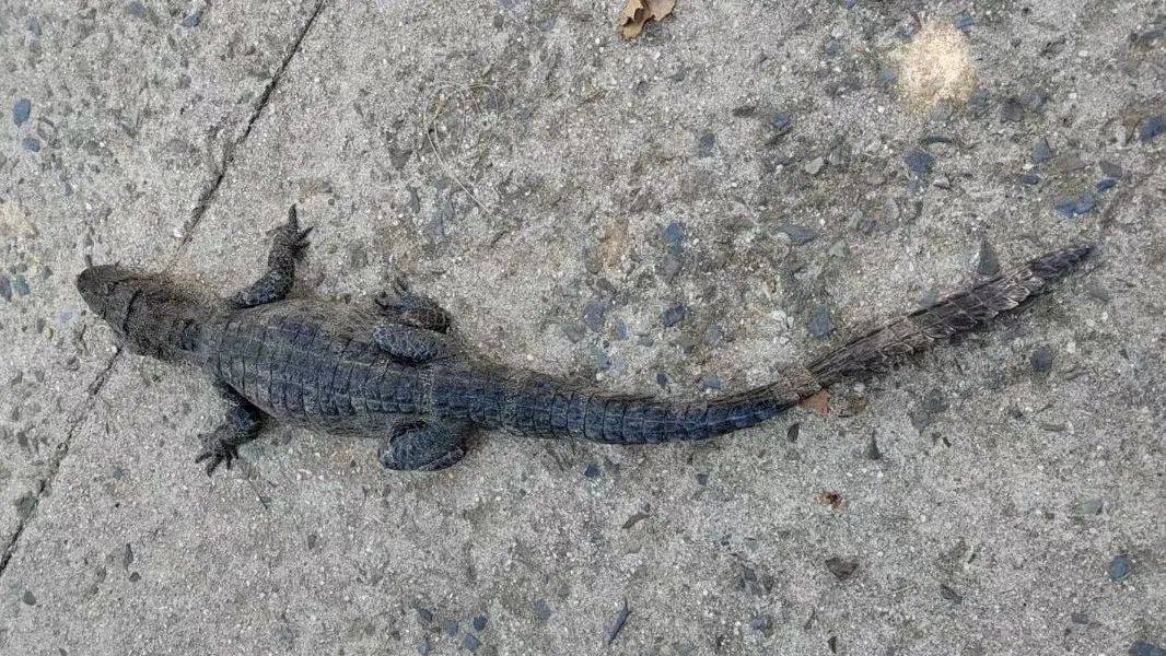 安徽一钓鱼佬钓到一条1米长20斤的“大鱼”<strong></p>
<p>炒币亏钱</strong>，赶紧送到派出所，民警：放生！