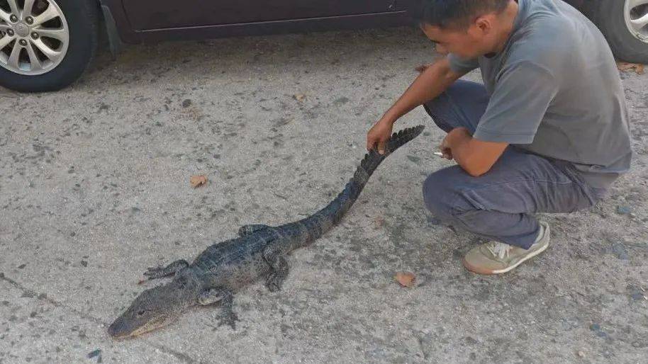 安徽一钓鱼佬钓到一条1米长20斤的“大鱼”<strong></p>
<p>炒币亏钱</strong>，赶紧送到派出所，民警：放生！