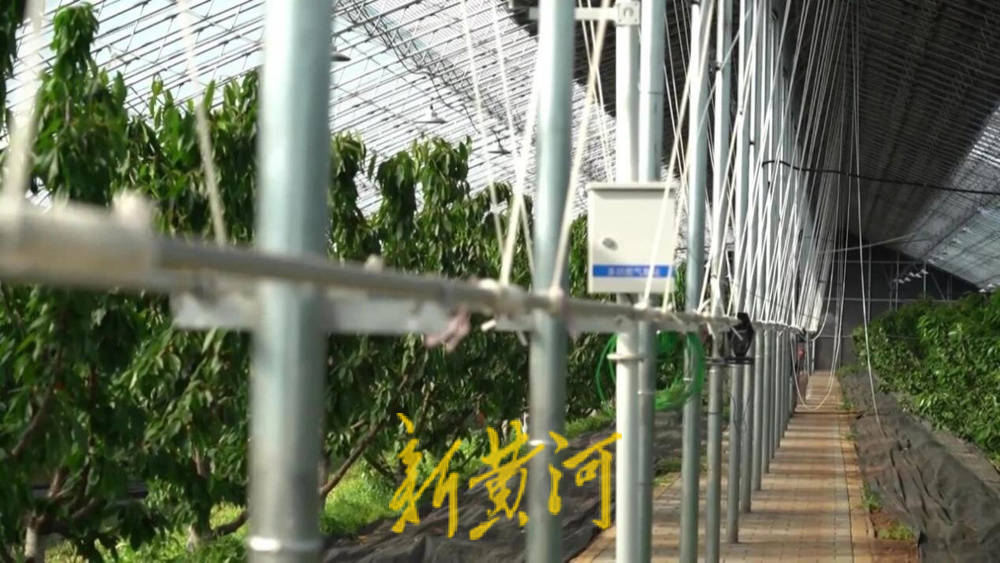 潍坊临朐：30.77 亿元<strong></p>
<p>今日币价</strong>！“红玛瑙”大樱桃何以成乡村振兴“甜蜜引擎”