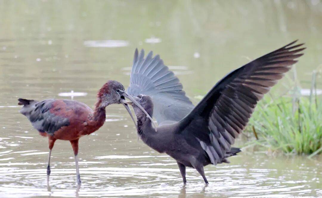 突破45只<strong></p>
<p>校币</strong>！