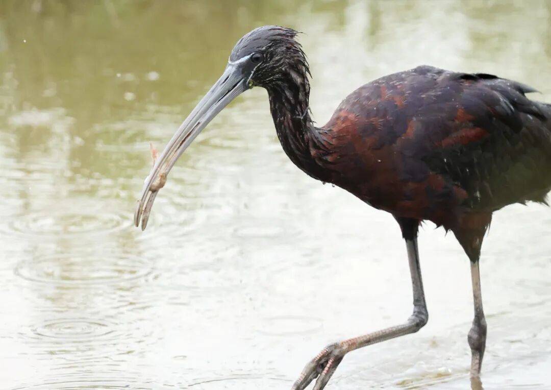 突破45只<strong></p>
<p>校币</strong>！