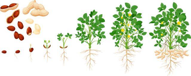 “花生上树”闹剧：AI翻车背后<strong></p>
<p>币圈历史</strong>，我们都在弄丢常识？