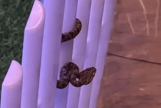 九寨沟一酒店大堂出现蝮蛇<strong></p>
<p>币币交易手续费</strong>，小孩还摸了蛇头！当地通报：孩子没被咬伤，已全面排查