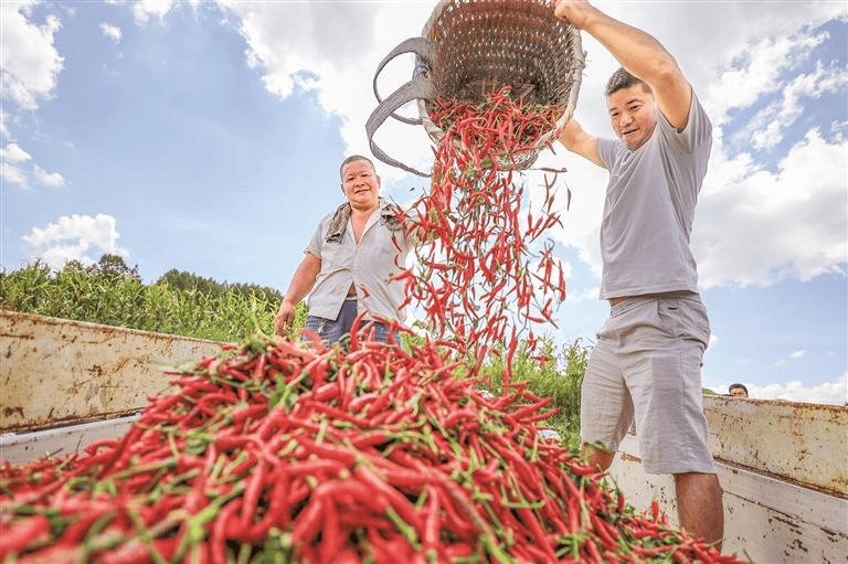 2025年“中国农民丰收节”特别报道｜山乡丰年之丰收账