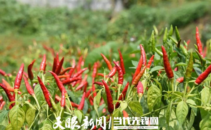 2025年“中国农民丰收节”特别报道｜山乡丰年之丰收账