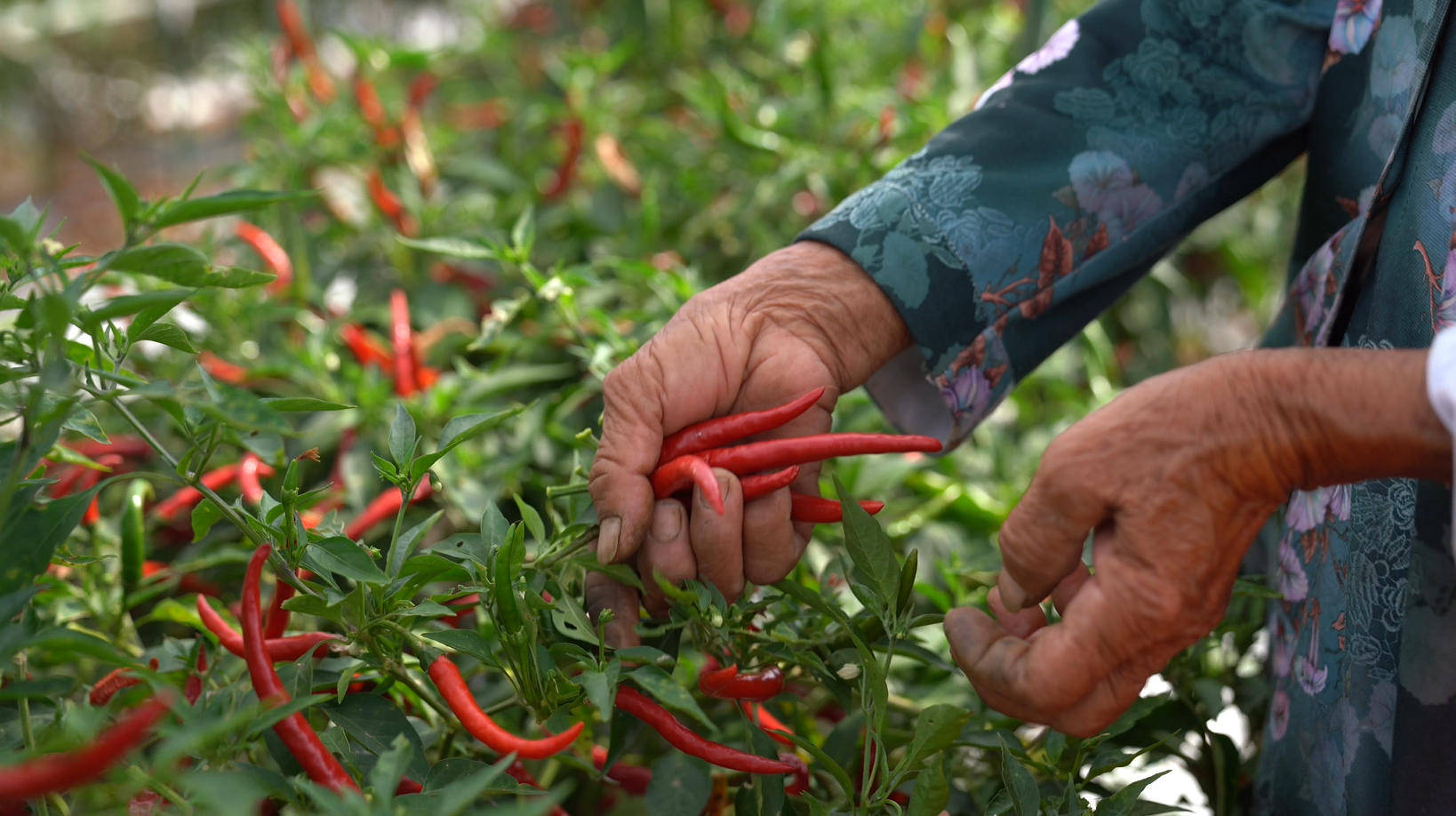 2025年“中国农民丰收节”特别报道｜山乡丰年之丰收账