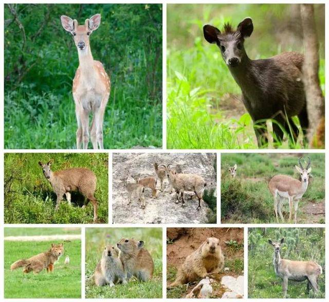 “感谢大家支持我大闹天宫……”蔡国强烟花秀现场感言视频披露<strong></p>
<p>币圈炒币方法</strong>，又遭质疑！