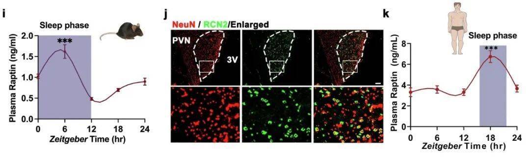 多睡1小时<strong></p>
<p>币圈eth</strong>，两周瘦1斤？不知道的亏大了