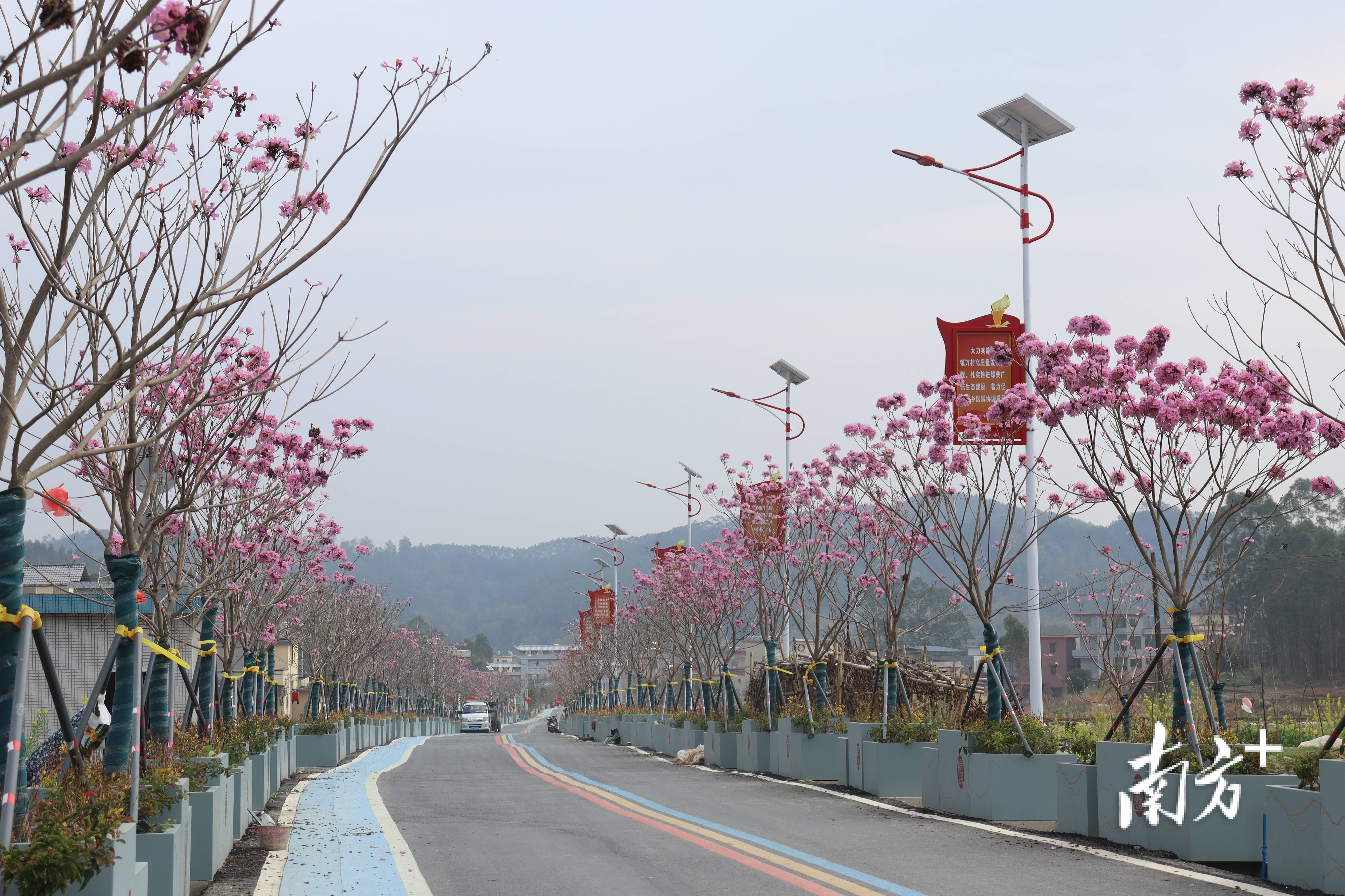 “外来媳妇”谭焕贞五年深耕<strong></p>
<p>币圈eth</strong>，佛冈高岗宝山村换新貌