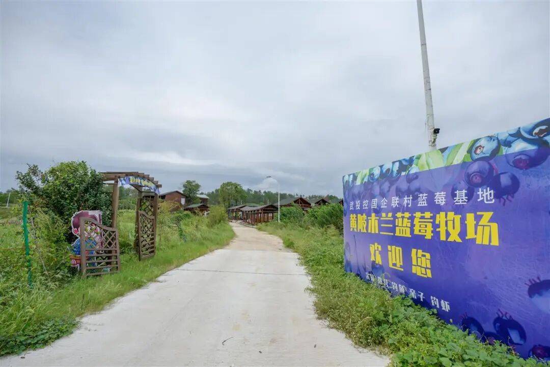 国企联村·强村富民｜一颗蓝莓激活乡村振兴<strong></p>
<p>币圈eth</strong>，书写荒坡变宝地新篇