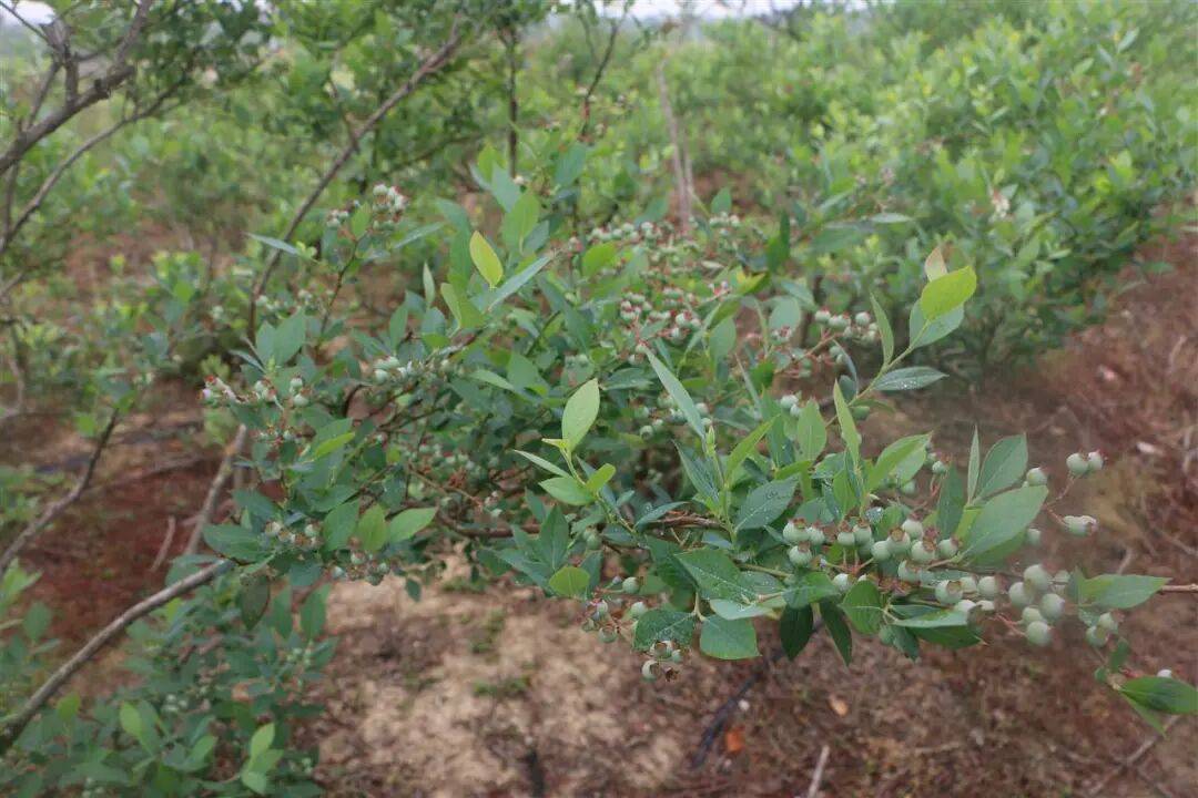 国企联村·强村富民｜一颗蓝莓激活乡村振兴<strong></p>
<p>币圈eth</strong>，书写荒坡变宝地新篇