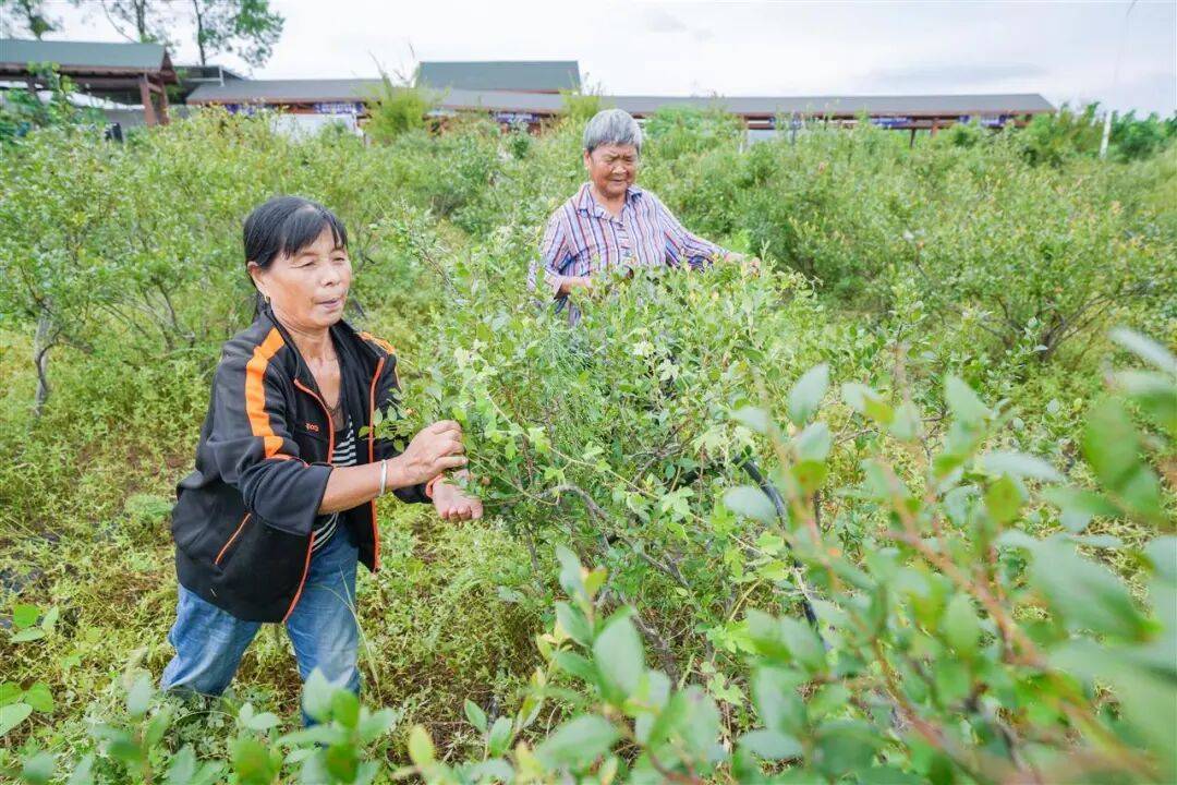 国企联村·强村富民｜一颗蓝莓激活乡村振兴<strong></p>
<p>币圈eth</strong>，书写荒坡变宝地新篇
