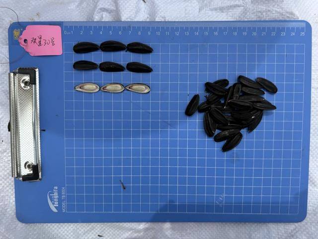 紫色向日葵、多彩胡萝卜、双色火龙果亮相青岛<strong></p>
<p>币圈eth</strong>，种子盛会变身“未来食物实验室”