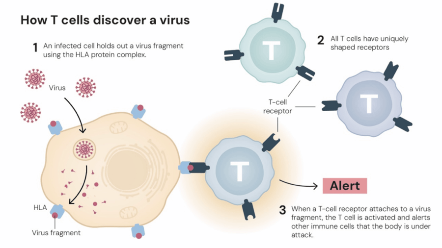 这个诺奖迟到了30年<strong></p>
<p>星币一</strong>！三位科学家揭示免疫系统如何避免“自相残杀”