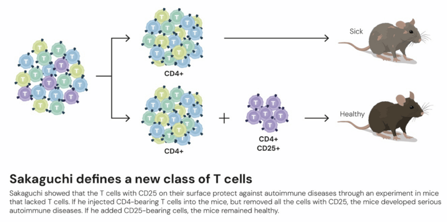 这个诺奖迟到了30年<strong></p>
<p>星币一</strong>！三位科学家揭示免疫系统如何避免“自相残杀”