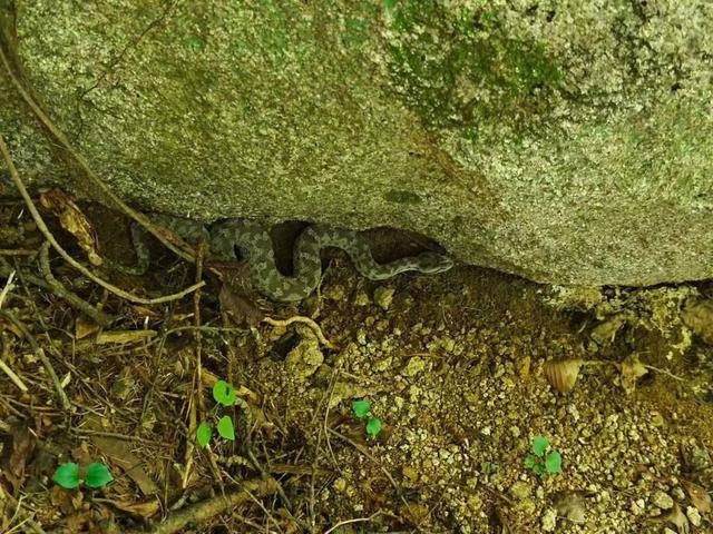 青岛大叔挖水沟发现一窝尖头毒蛇<strong></p>
<p>币资讯</strong>，专家：系本地红脖颈槽蛇，毒性弱咬伤概率低