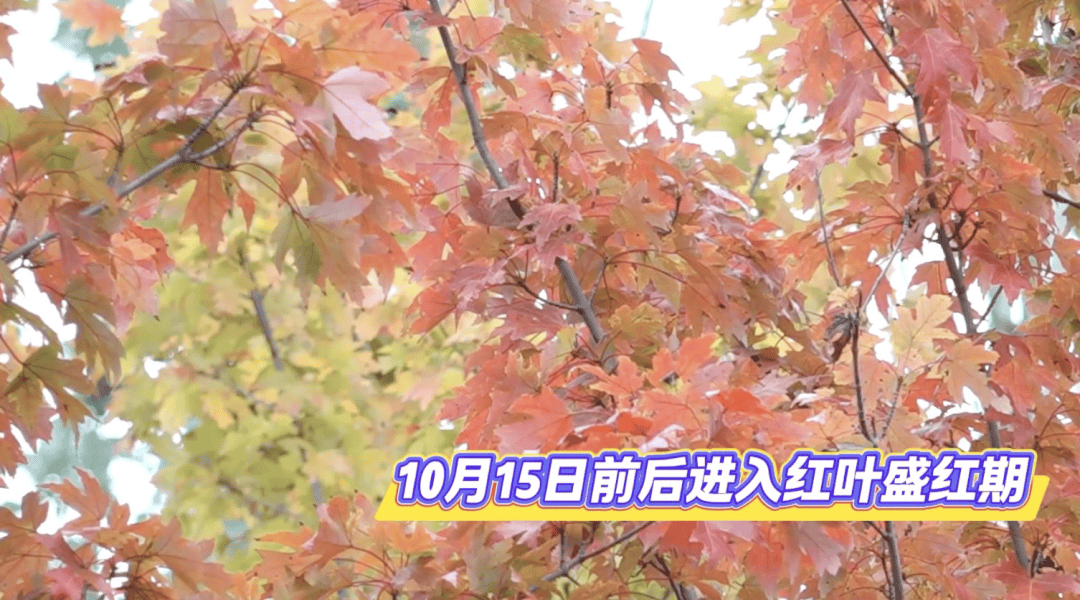 北京将迎新一轮秋雨，赏红期预告来了！