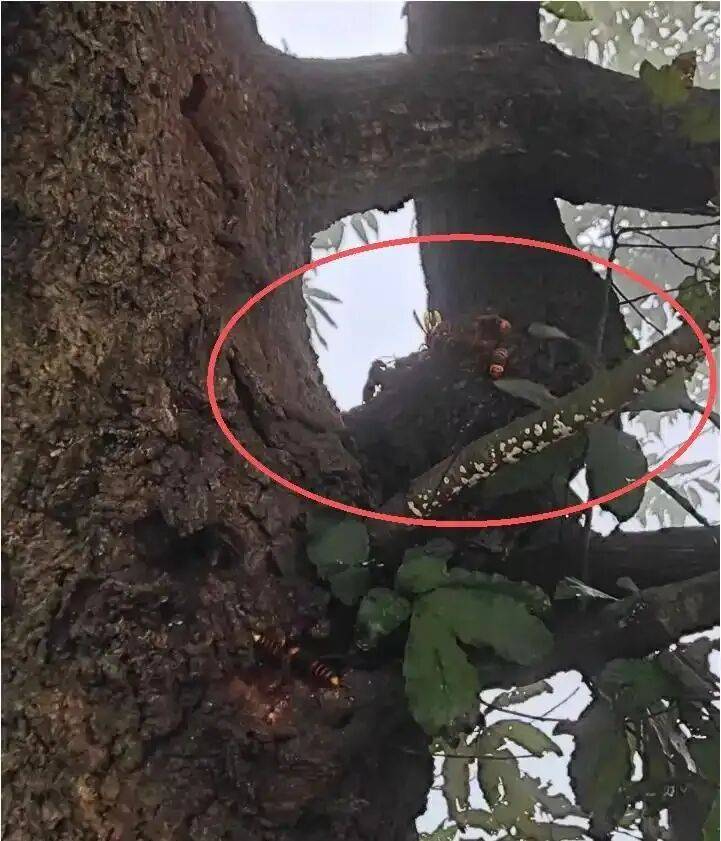 4名游客景区内遭马蜂袭击<strong></p>
<p>币圈信息</strong>，旅游度假区：是森林公园不卖门票，蜇伤先就医后提供证据投诉