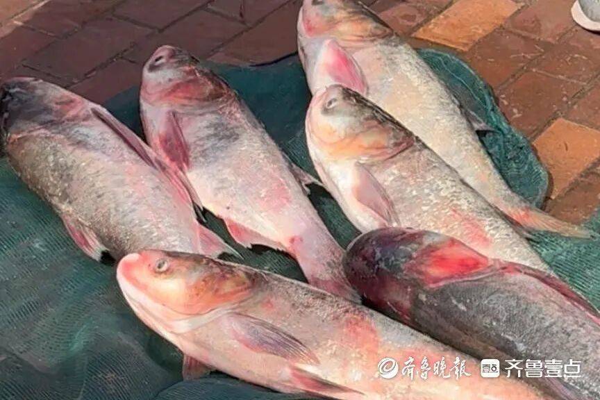 “鱼多得数不过来<strong></p>
<p>有币下载</strong>，一网子下去能捞好几条”济南锦绣川水库开闸放水，大量鲢鱼被冲出，工作人员：禁止捕捞！