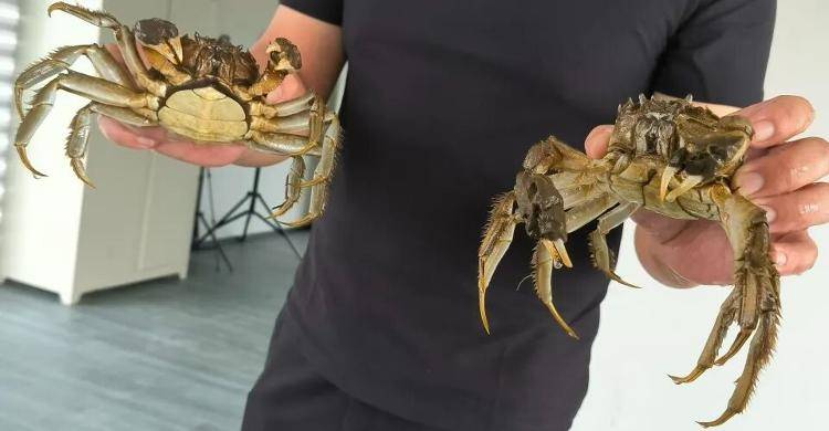 武汉江夏一地大闸蟹大量上市<strong></p>
<p>王莽币</strong>，日产1000斤当天售完，每只螃蟹有自己的“身份证”，吃深海小黄鱼长大