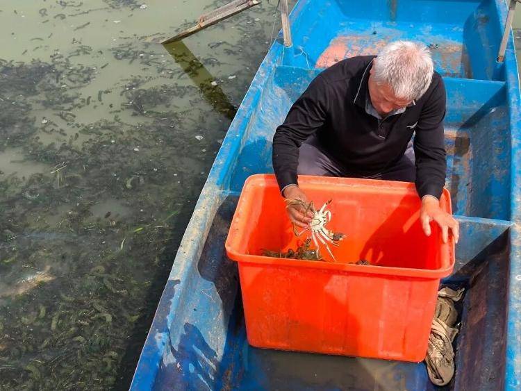 武汉江夏一地大闸蟹大量上市<strong></p>
<p>王莽币</strong>，日产1000斤当天售完，每只螃蟹有自己的“身份证”，吃深海小黄鱼长大