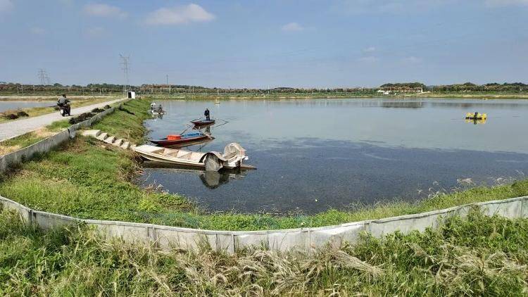 武汉江夏一地大闸蟹大量上市<strong></p>
<p>王莽币</strong>，日产1000斤当天售完，每只螃蟹有自己的“身份证”，吃深海小黄鱼长大