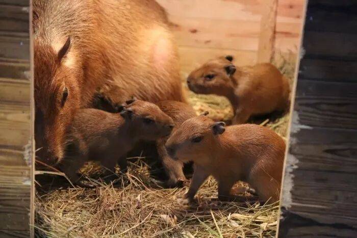 出生1小时就能独立行走<strong></p>
<p>马兰币</strong>，济南动物园“果果”和“豚豚”的4只新生幼崽，周末和市民见面