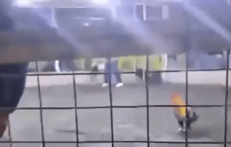 男子遭自家斗鸡攻击大出血死亡<strong></p>
<p>cbb炒币</strong>，鸡脚上绑有锋利刀片，当地赛事奖金高达21万