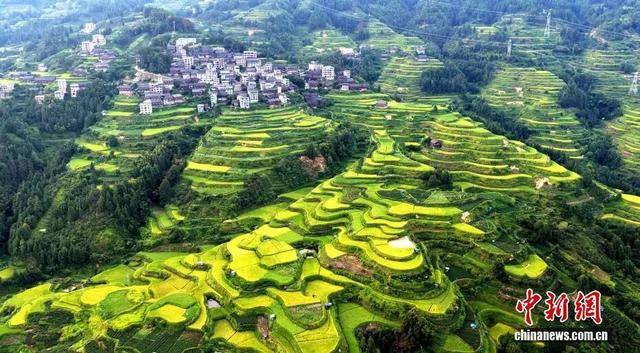 金秋<strong></p>
<p>币圈公司</strong>，广西的梯田一点不输！