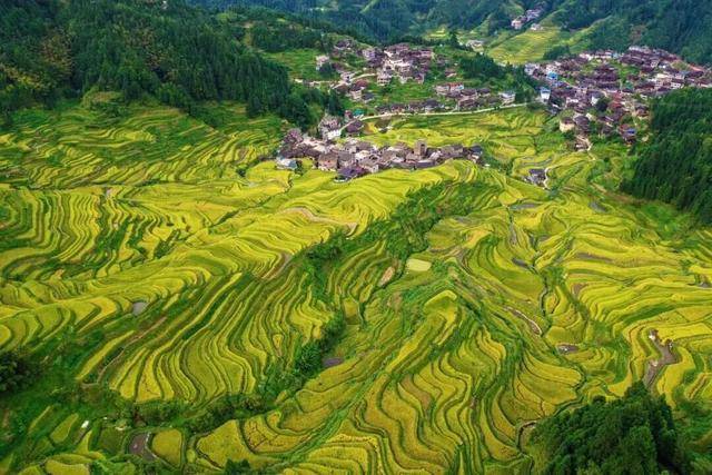 金秋<strong></p>
<p>币圈公司</strong>，广西的梯田一点不输！