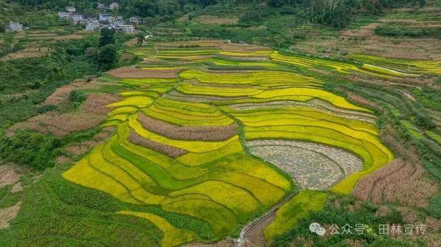 金秋<strong></p>
<p>币圈公司</strong>，广西的梯田一点不输！