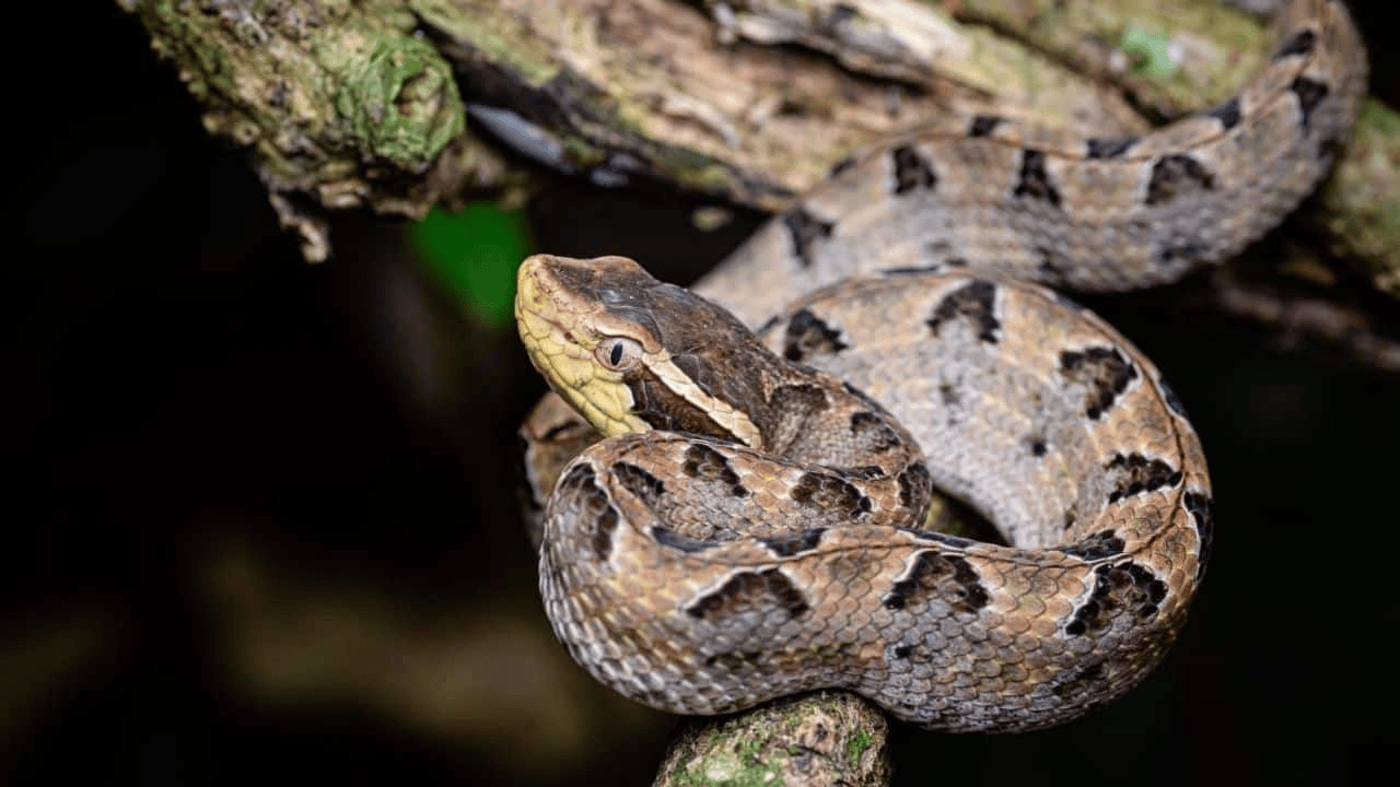 泰国女子在ATM机取钱<strong></p>
<p>影子币</strong>，取款口突然窜出一条蛇