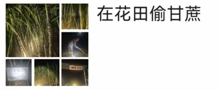 浙江一“可偷甘蔗地”成打卡点<strong></p>
<p>影子币</strong>，上百网友深夜体验，80后“地主”：已收偷款6千元